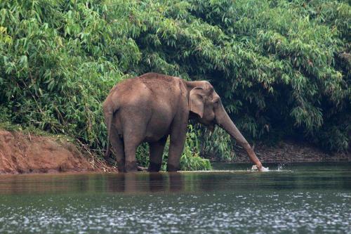 Periyar , gavi Jungle Safari